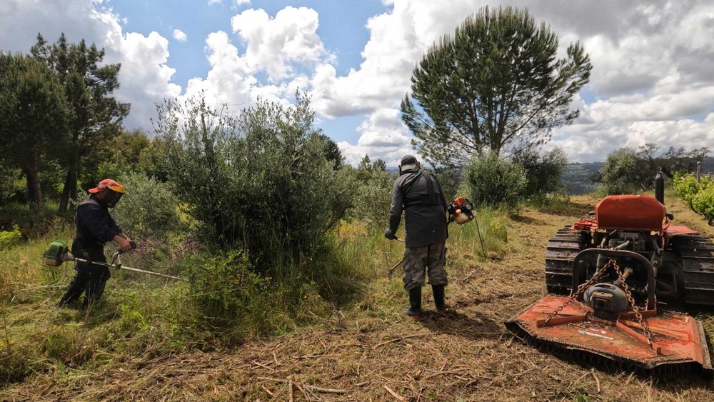 Vende‑se Quinta do Vale — 7 hectares de natureza viva