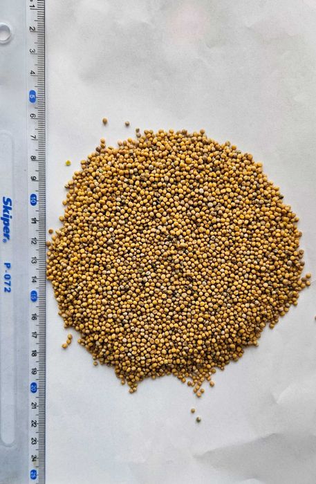 Продам гірчицю білу