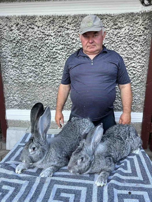 Кролі та кроленята