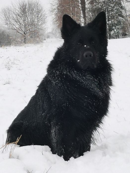 Owczarek Staroniemiecki