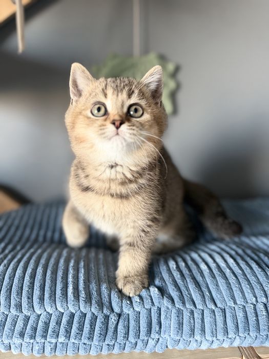 Kocurek Kot Brytysko Golden shaded