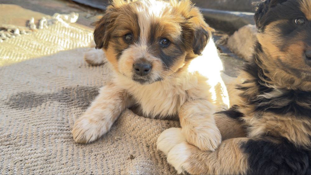 Oddam szczeniaki 3-miesieczne w dobre rece