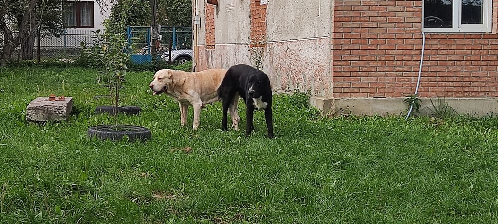Алабай  кобель  в'язку