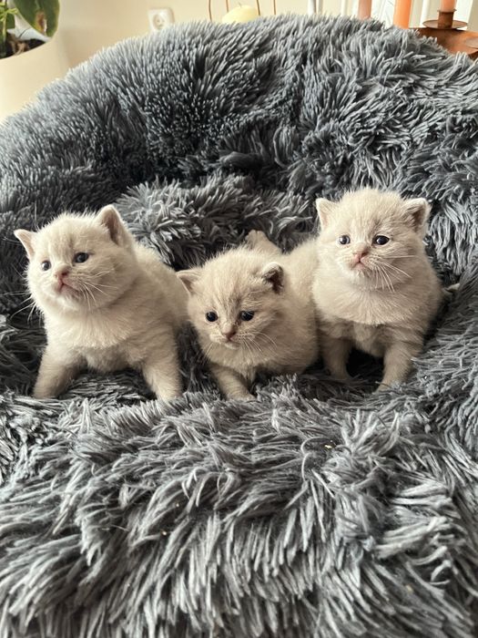 Kotka Brytyjska Liliowa. British Shorthair Lilac BRI  c.