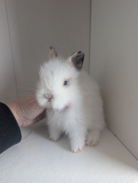 Królik Teddy, miniaturka