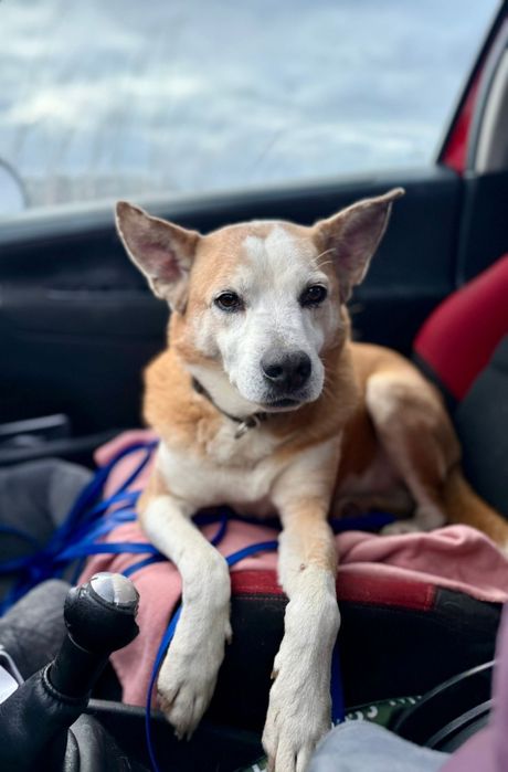 Przepiękny wrażliwy pies do adopcji