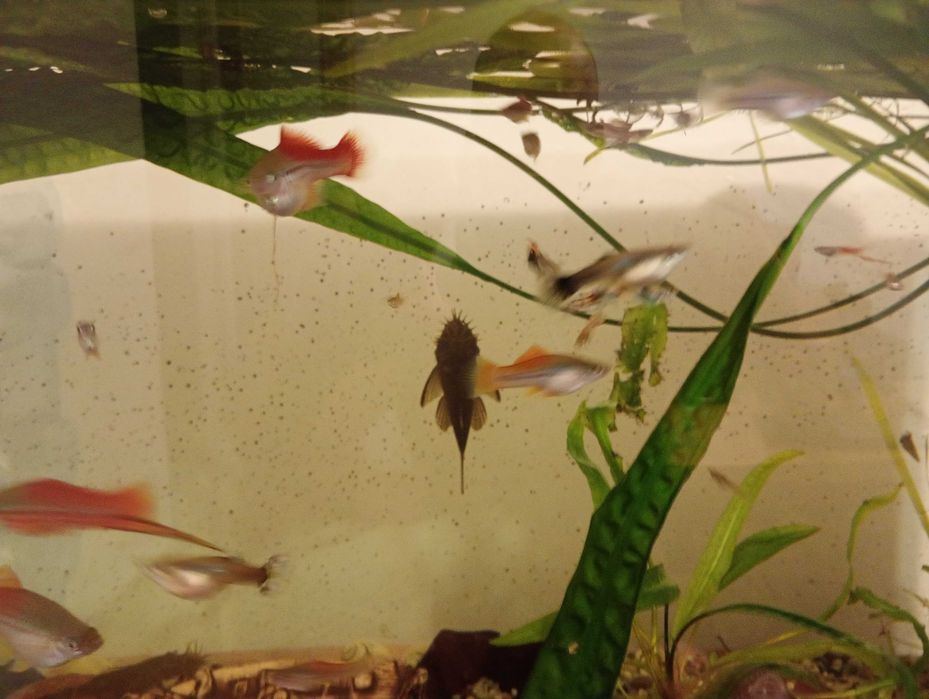 Sprzedam glonojady,mieczyki,gupiki,