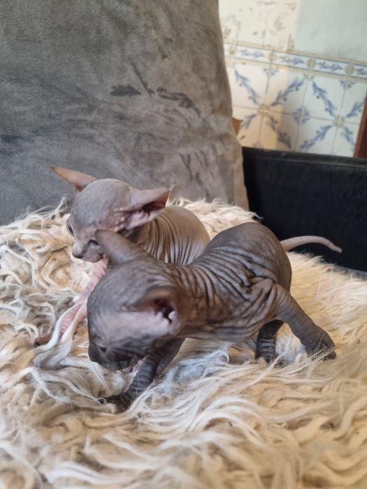 Sphynx gatinha super top