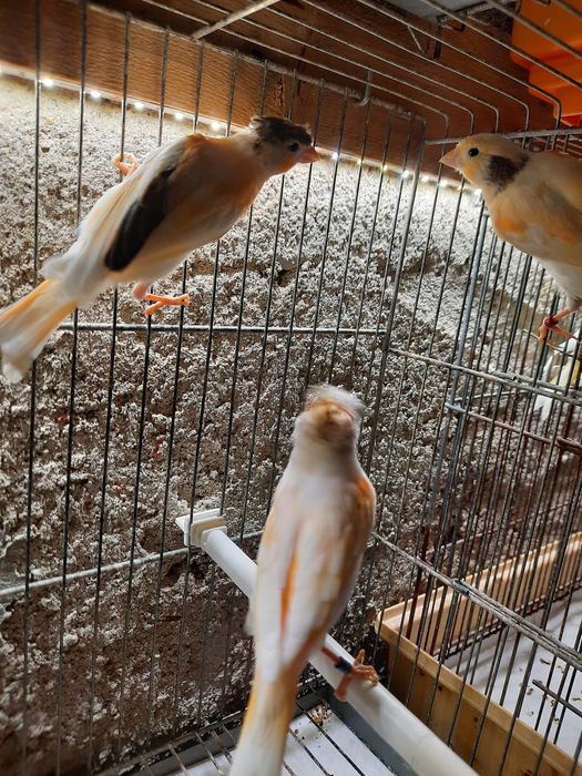 Canários para venda