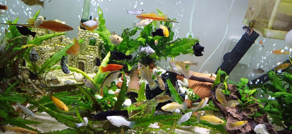 Vendo mollys VARIADOS