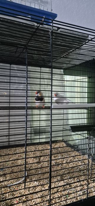 Mandarins normais e gigantes