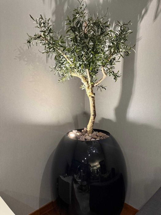 VASO ALTO PRETO COM OLIVEIRA