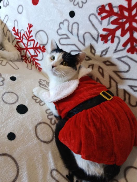 Красивые кошечки из приюта