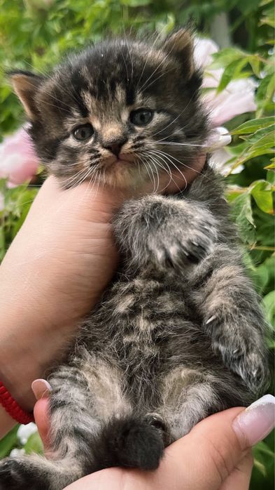 Прямовухе  кошенятко  тигренятко