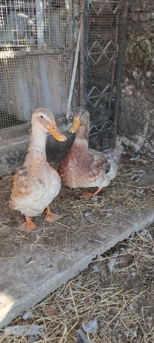 Pato Rouen - Macho adulto