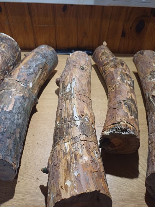 Żerowiska - Cetyniec mniejszy