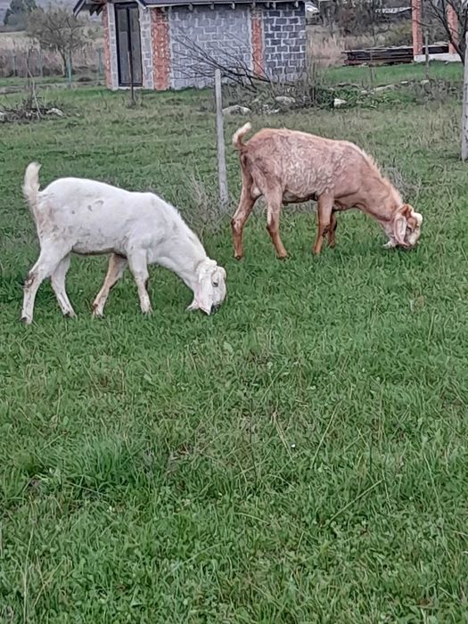 Англо Нубієць 100%