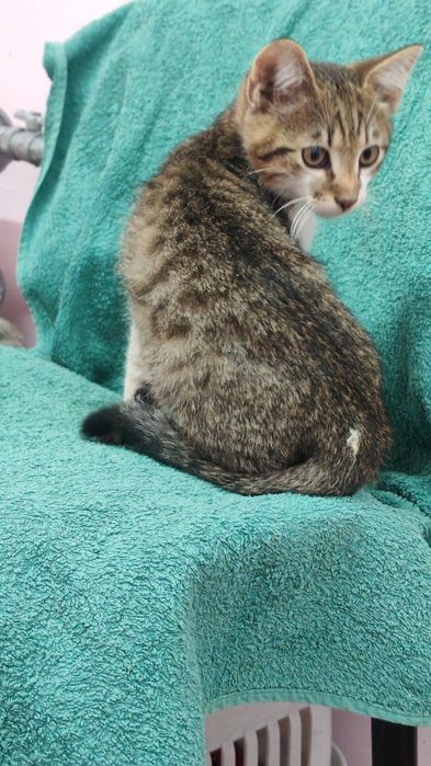 Котята 3 мес в ответственные руки