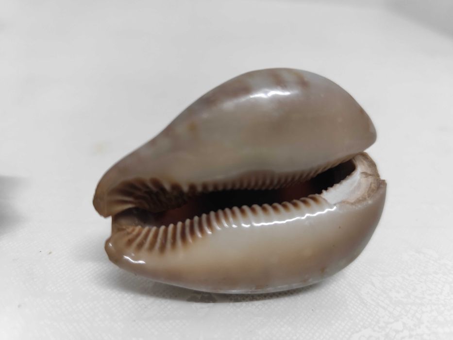 2 conchas lindas de origem africana raras