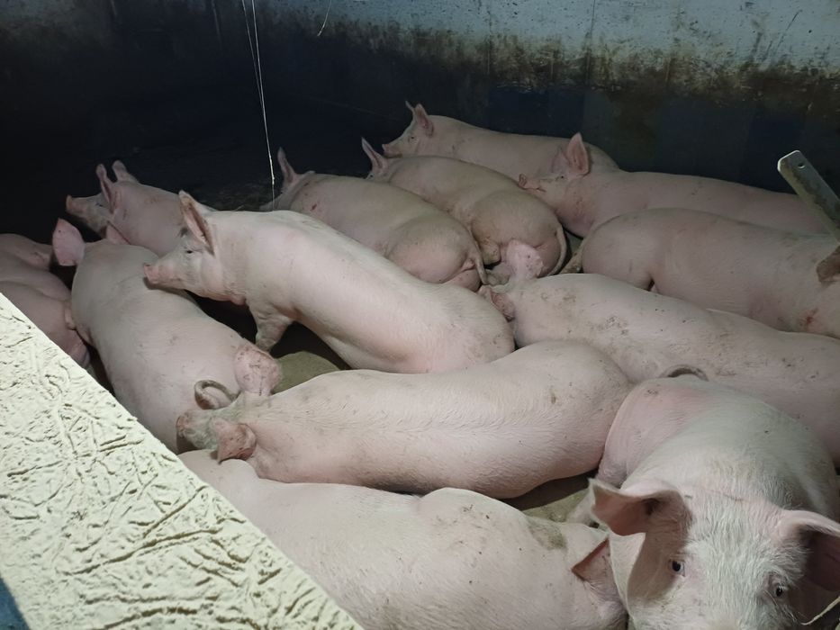 Свині мясної породи