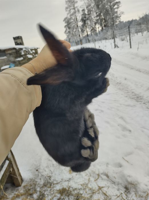 Królik czarny  samiec