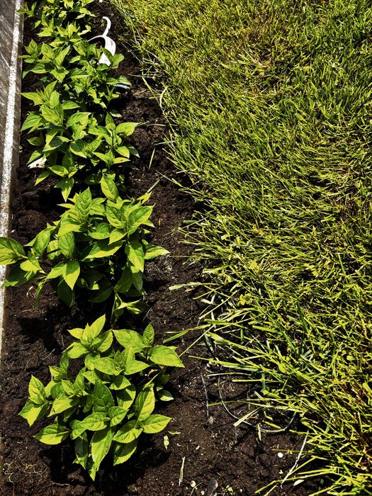 Hortensje Limelight do ogrodu i na balkon.