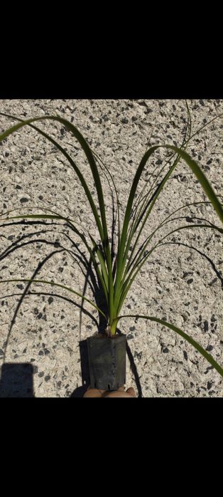 Nolina Hibernica Mrozoodporna (- 15 ) jak juka yucca kordylina palmy