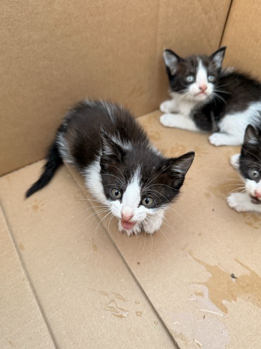 Gatos para adoção Viana do Castelo