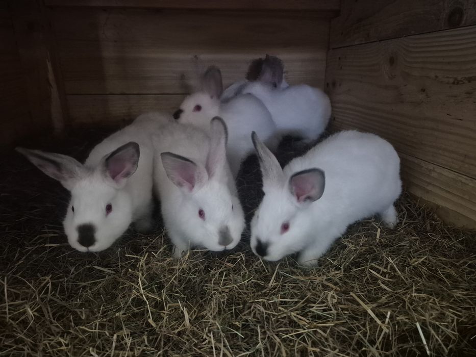 Króliki mieszańce mięsne