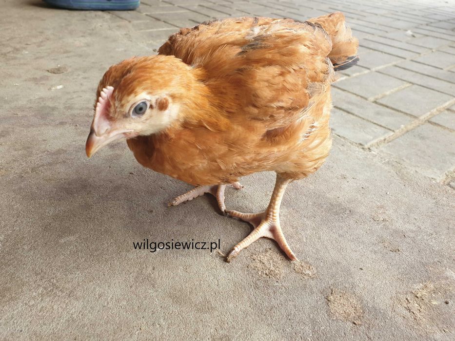 Brojler zagrodowy rebo