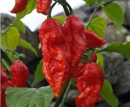 10 Sementes Naga Bhut Jolokia Vermelha ou Amarela MALAGUETA PIMENTA