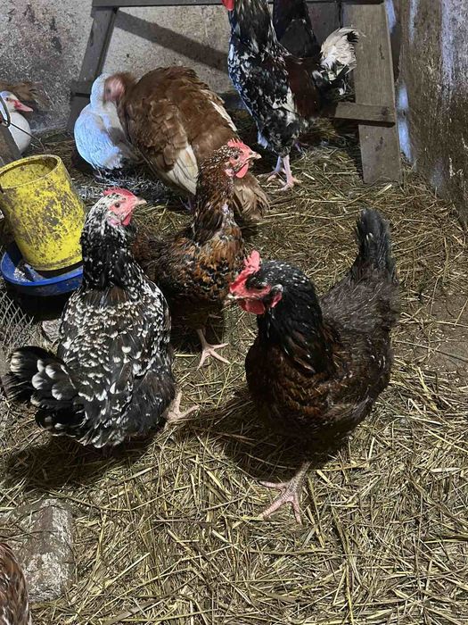 Лівенська ситцева інкубаційне яйце