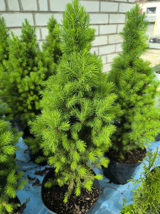 Ель канадская Коника