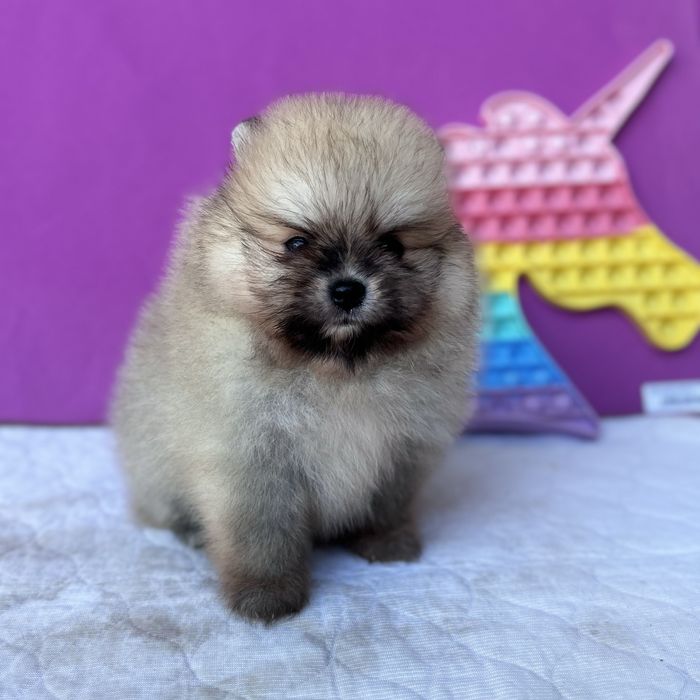 чудовий ведмедик шоу классу