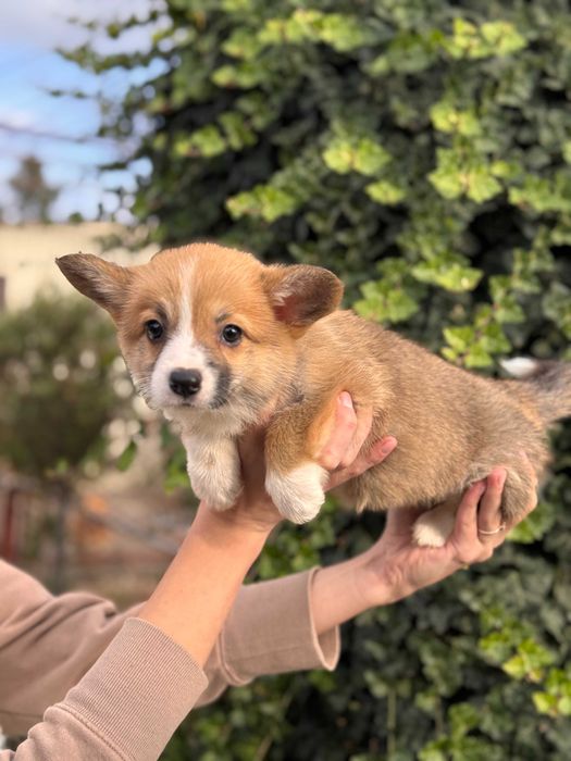 Шикарні цуцики Коргі Пемброк