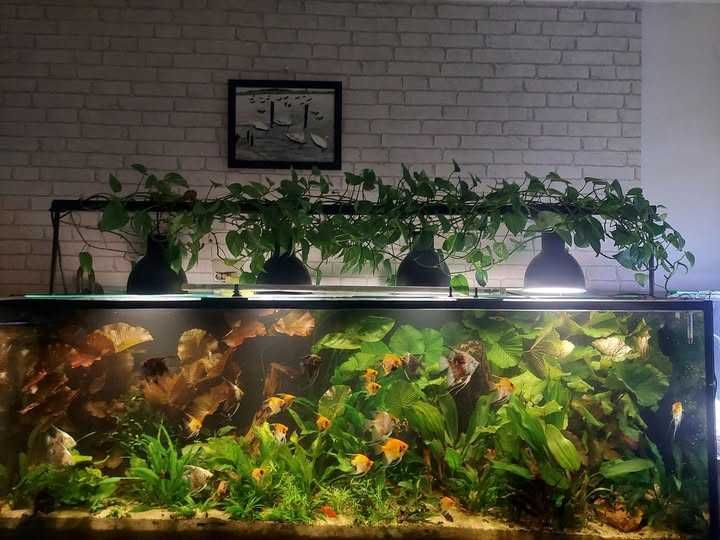 Skalary koi i paraiba