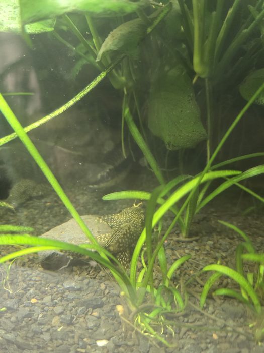 Glonojady zbrojniki niebieskie