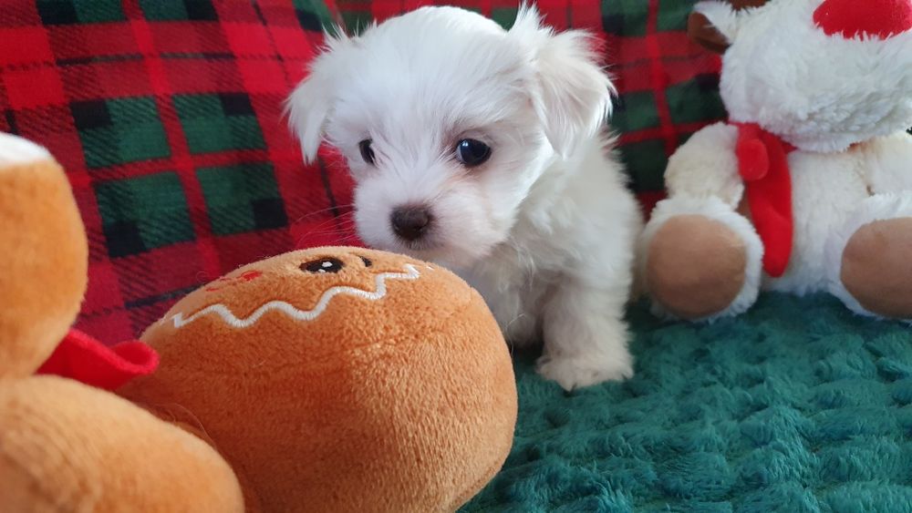 Maltańczyk sunia ZHPR UCI