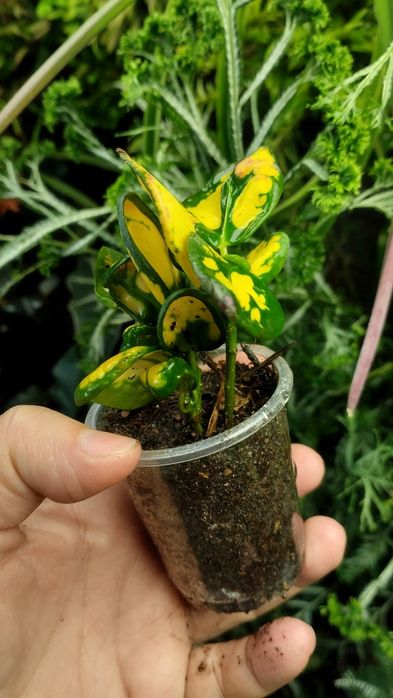 Кротон Codieum Tonghoo