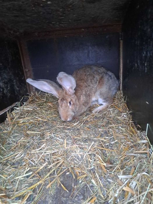 Kroliki samce samice