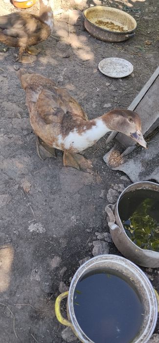 Продам індокачок