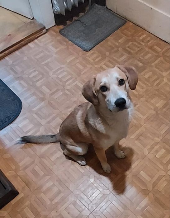 Piesek szuka kochającego domu