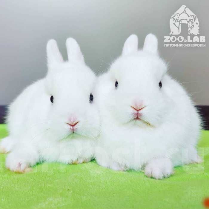 Маленьке янголятко, карликові гермеліни із розплідника!!