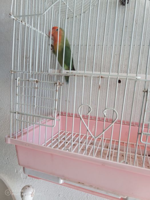 Vendo agapórnis hybrid