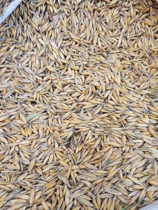 Owies 30 zł / 40 kg