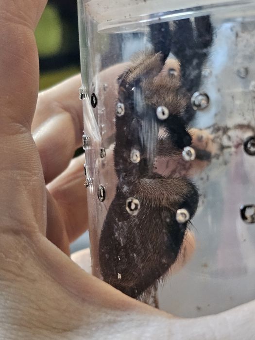 Monocentropus balfouri samice 5,5DC