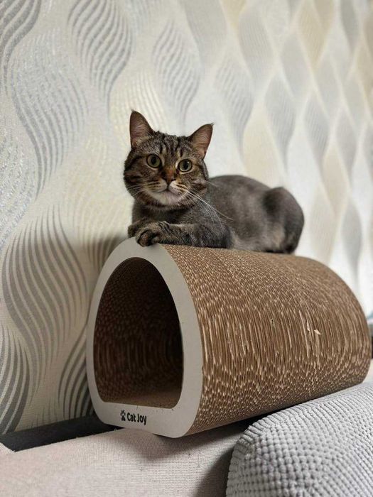 Когтеточка Ампір