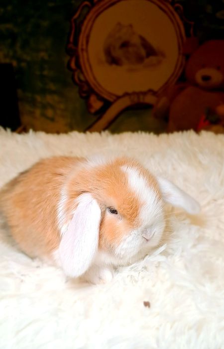 Króliki mini lop Dokumentacja książeczka wyprawka