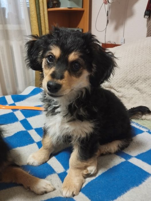 Милі собачки маленької породи.