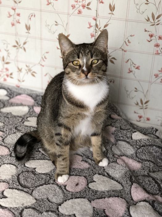 Кошечка 1 год бесплатно